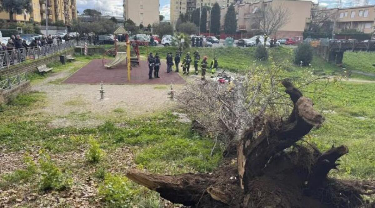 Tragedia a Roma: albero crolla in un parco, una donna perde la vita - Foto dal gruppo Facebook "Colli Aniene il suo quartiere ma non solo"