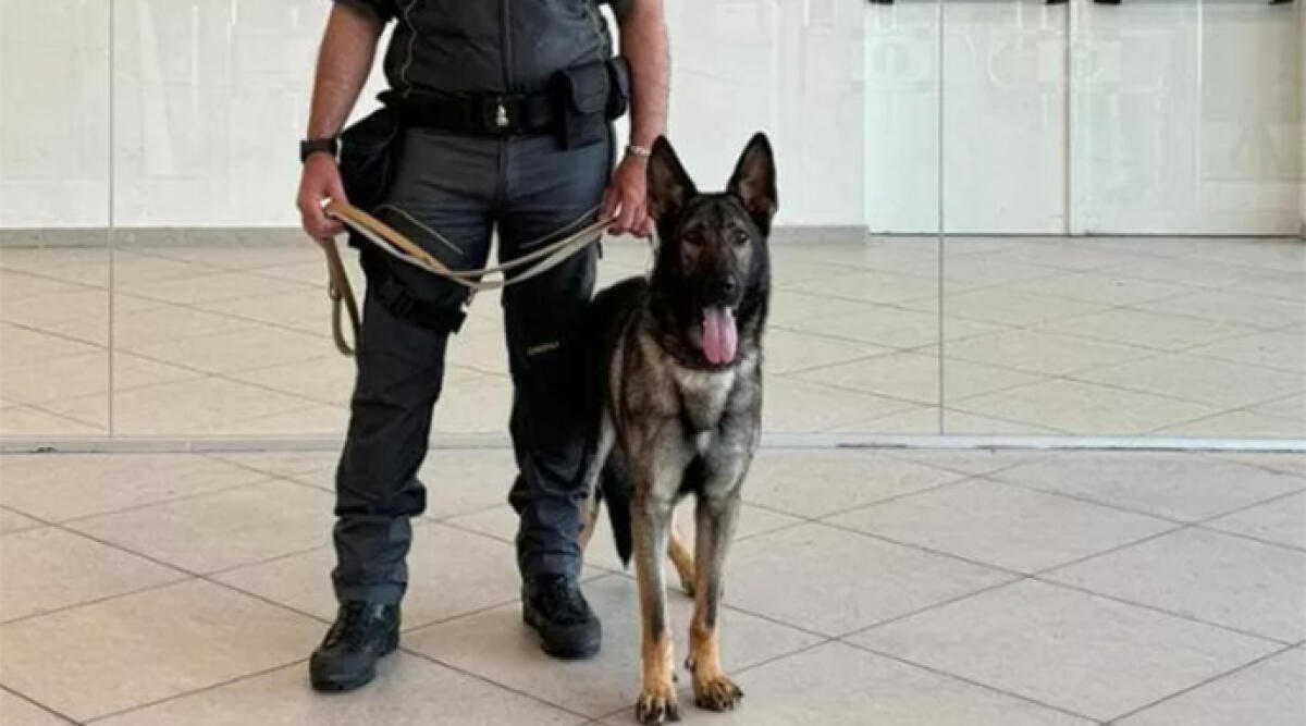 Colpisce con una manata il muso del cane antidroga e aggredisce gli agenti: condannato a quattro mesi - Foto di repertotio