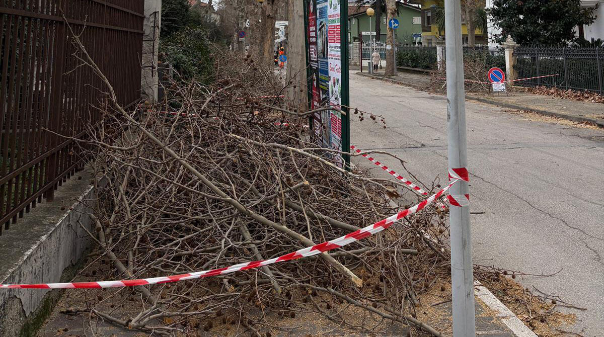 Piano del verde a Cattolica: 65.000 euro per potature e nuove piante - Potature in via Costa a Cattolica