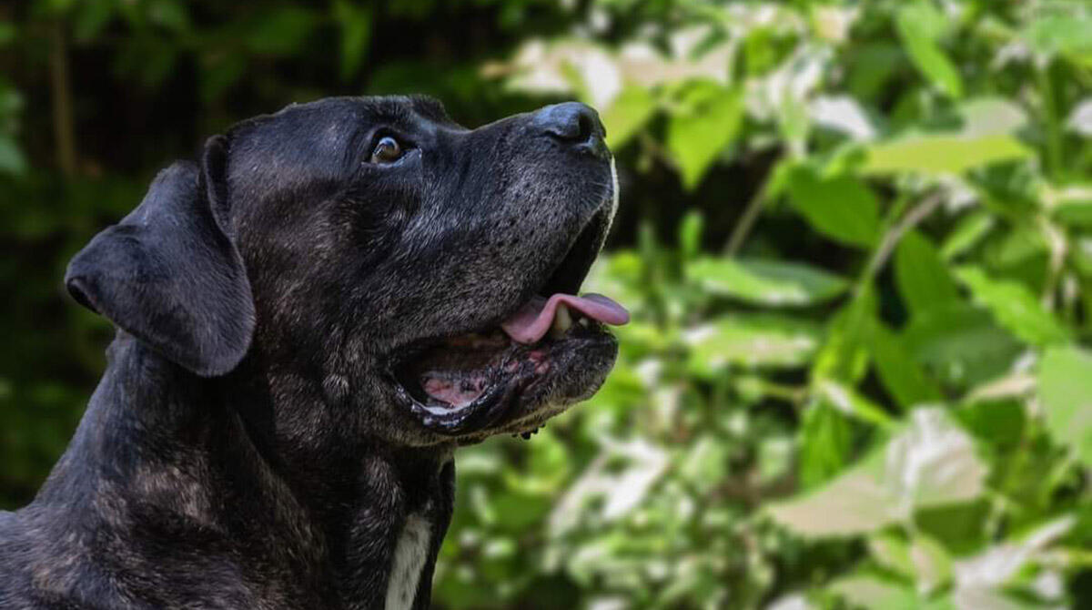 Il Canile di Riccione lancia l'appello: ci sono 63 cani in cerca di una nuova casa - Bj, uno dei cani in cerca di una nuova famiglia