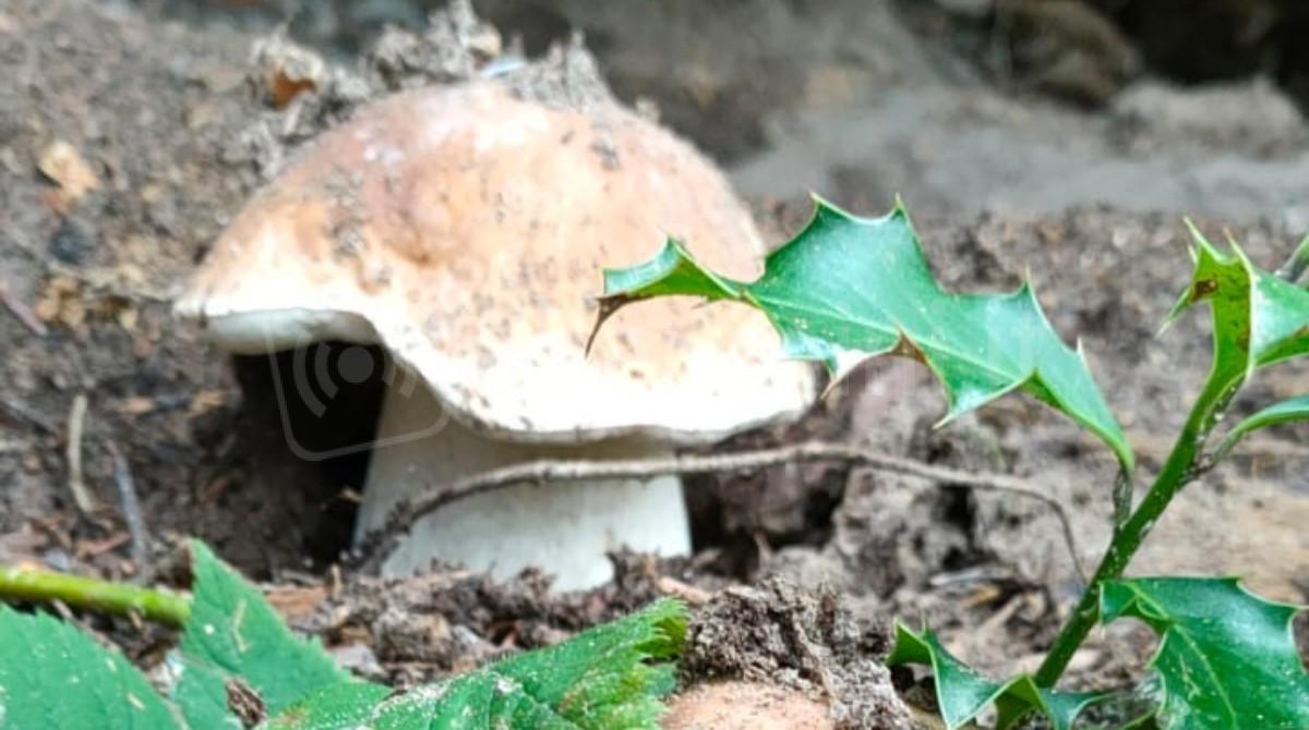 Conoscere i funghi, corso di micologia a Spadarolo - 