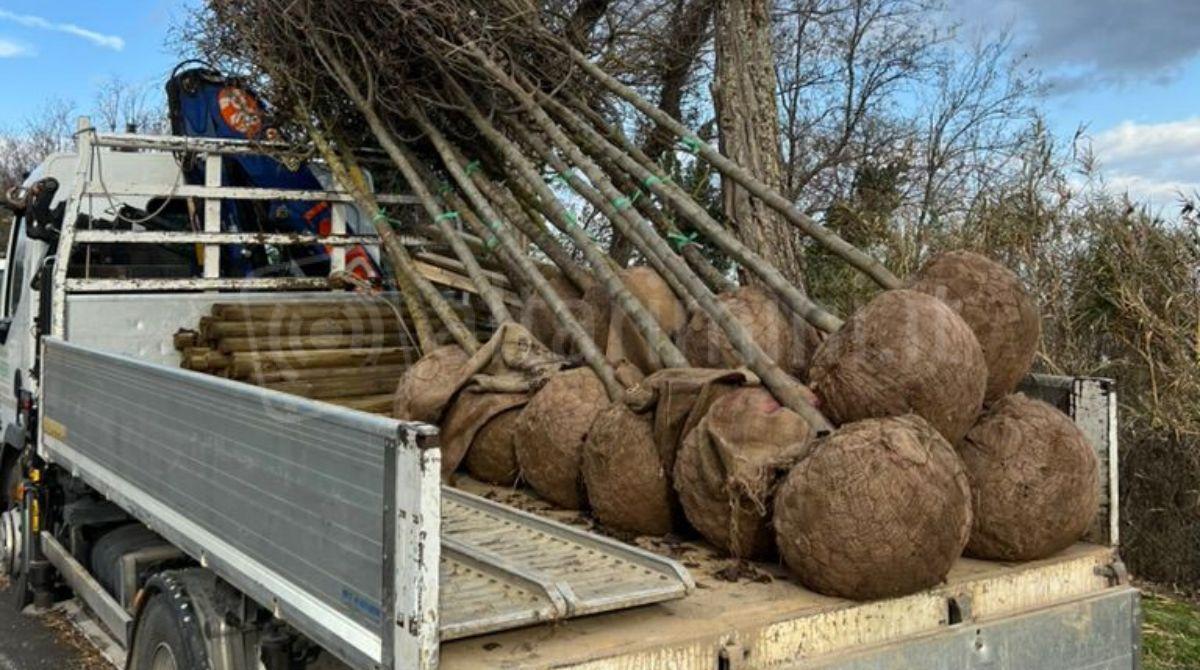 Misano, al via la piantumazione di 50 nuovi alberi -