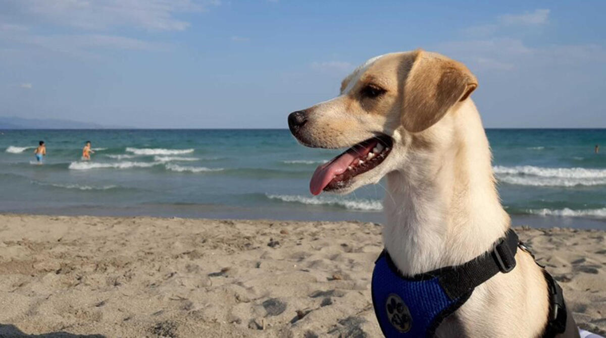 Rimini a 4 Zampe: la città è la meta perfetta per le vacanze Pet Friendly - Foto Ansa