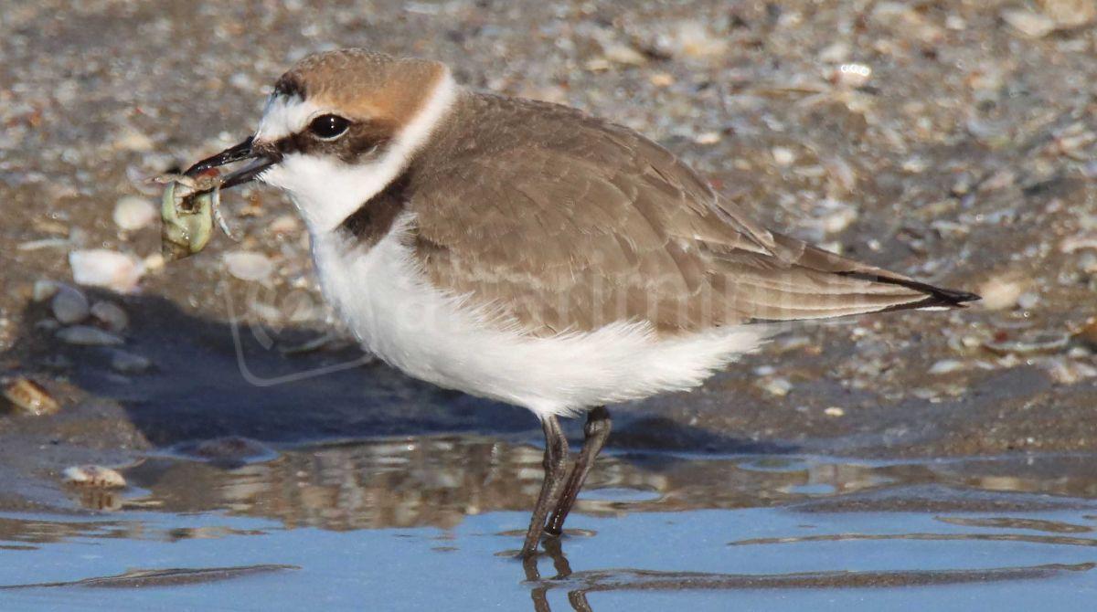 Riccione e il suo ecosistema: Il libro che racconta la foce del Marano tra storia e biodiversità -