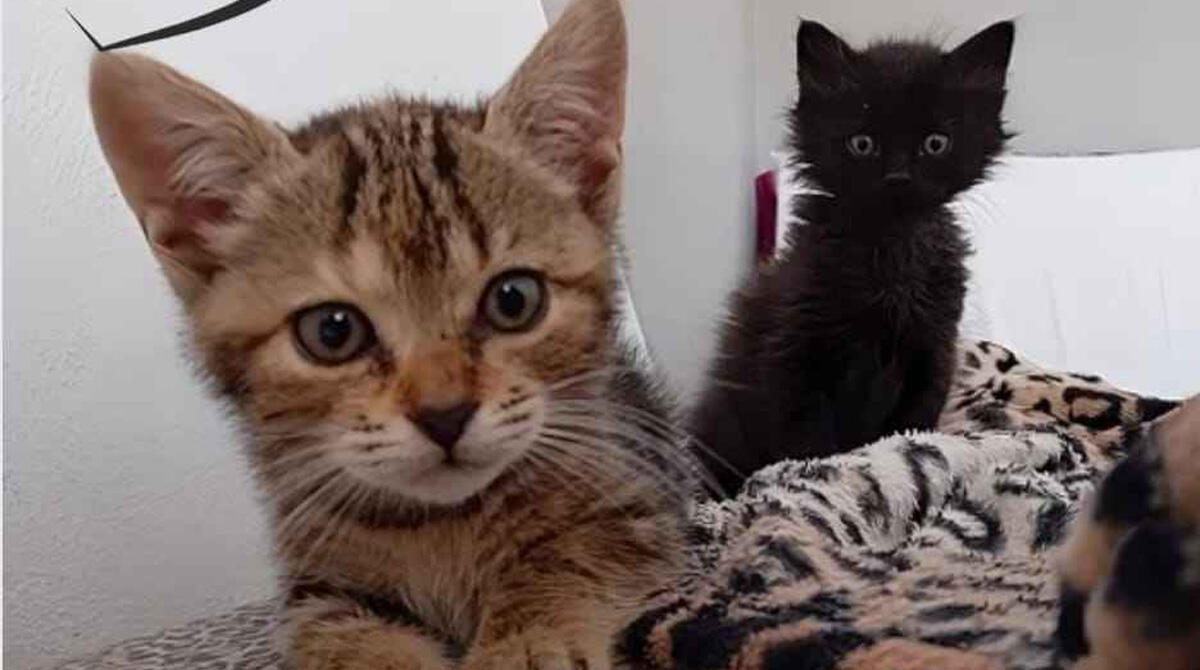 Rimini, 301 gatti e 4 cuccioli di cane salvati nel 2024 dai volontari di "Cuori randagi" -