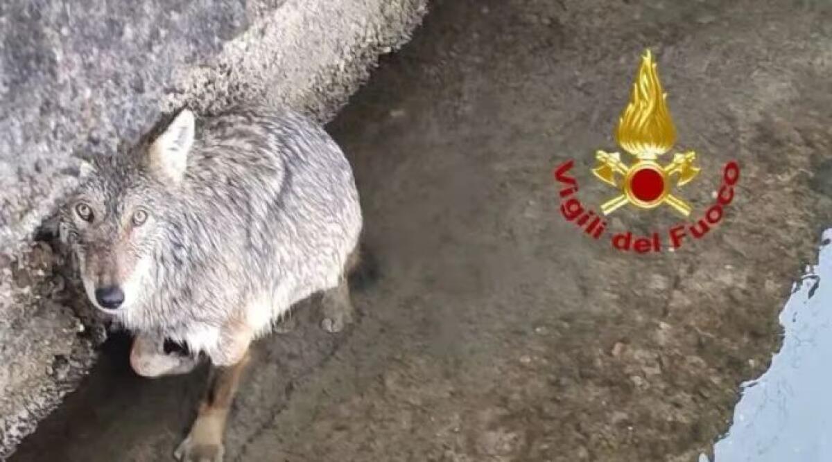 Milano: lupo intrappolato nel Naviglio Grande salvato dai Vigili del Fuoco. Video -