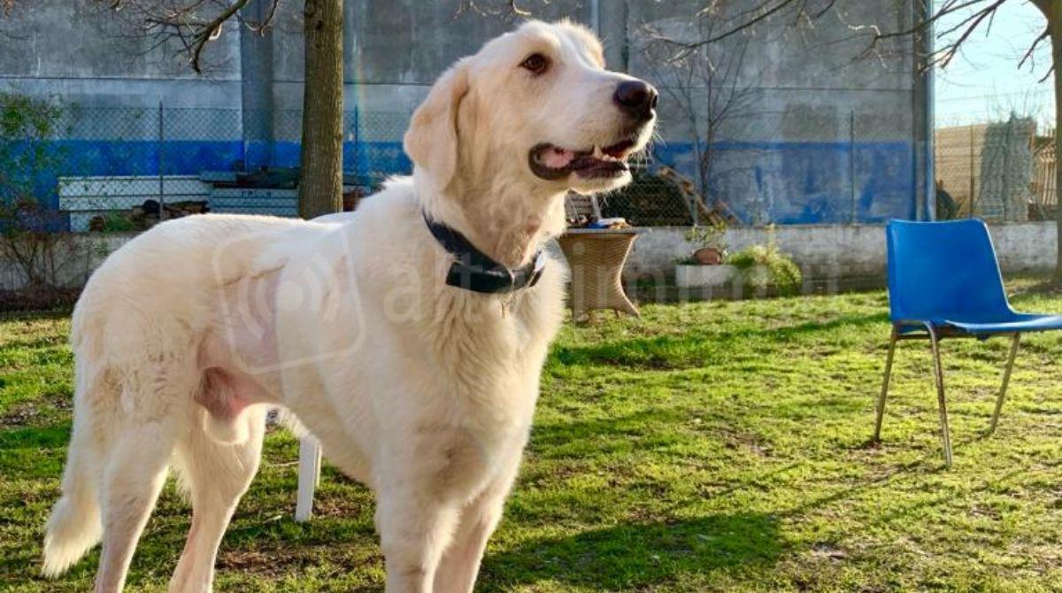 Lasciò 120mila euro al canile, Comune Bologna accetta l'eredità -