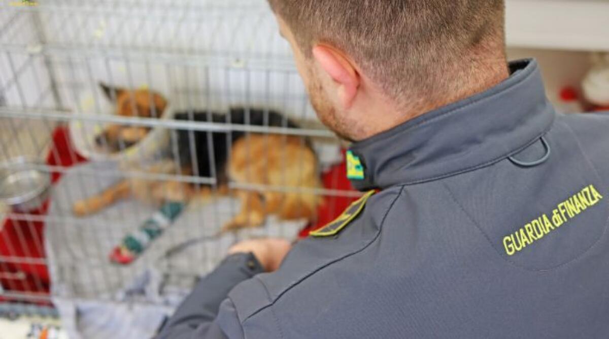 Maxi evasione tra allevatori di cani e veterinari, scoperti nel Riminese 800 mila euro non dichiarati - Allevamenti di cani nel mirino del Fisco