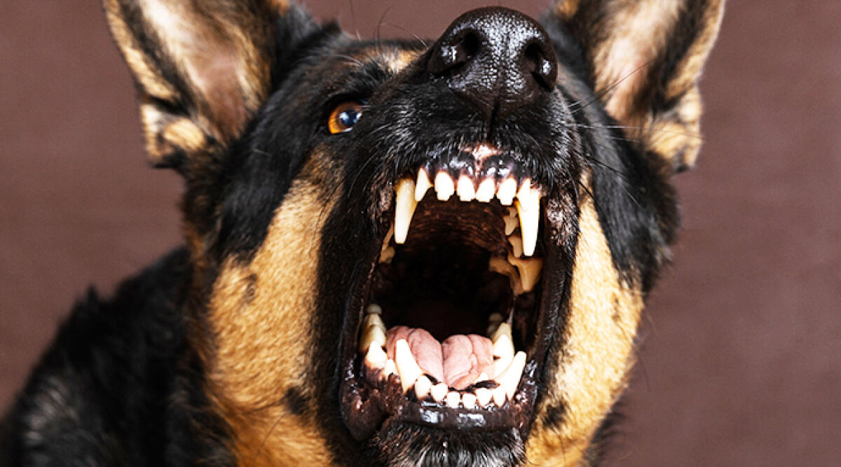 Azzannato da un cane: paura per un imprenditore della Valmarecchia, finisce in ospedale - Foto di repertorio