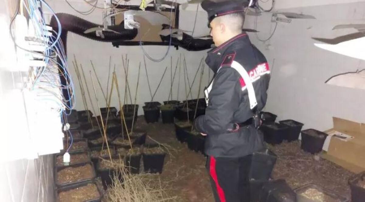 Scoperta 'fabbrica' di marijuana in un casolare di Reggio Emilia: sequestrati 40 chili di droga - Quaranta chili di droga, indagini dei carabinieri per trovare responsabili