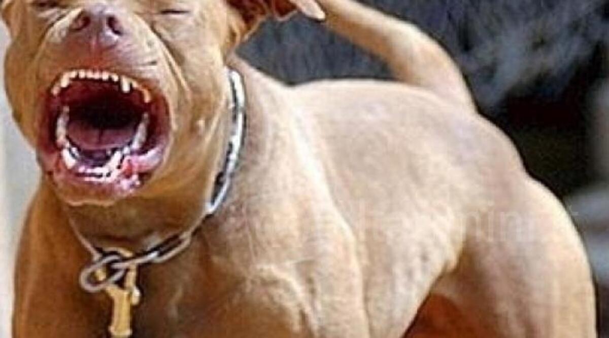 Tragedia ad Acerra: bimba di 9 mesi sbranata dal pitbull di famiglia -
