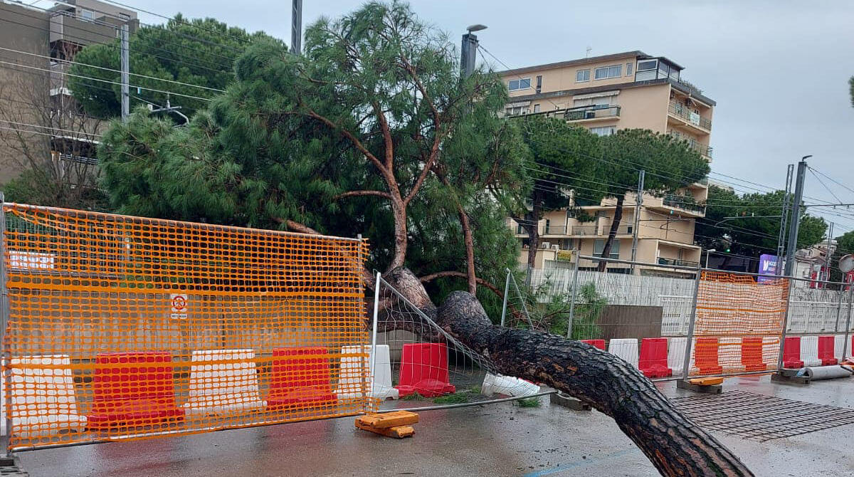 Pino cade in viale dei Mille a Riccione, polemico Caldari: "La sindaca dovrebbe dimettersi" -
