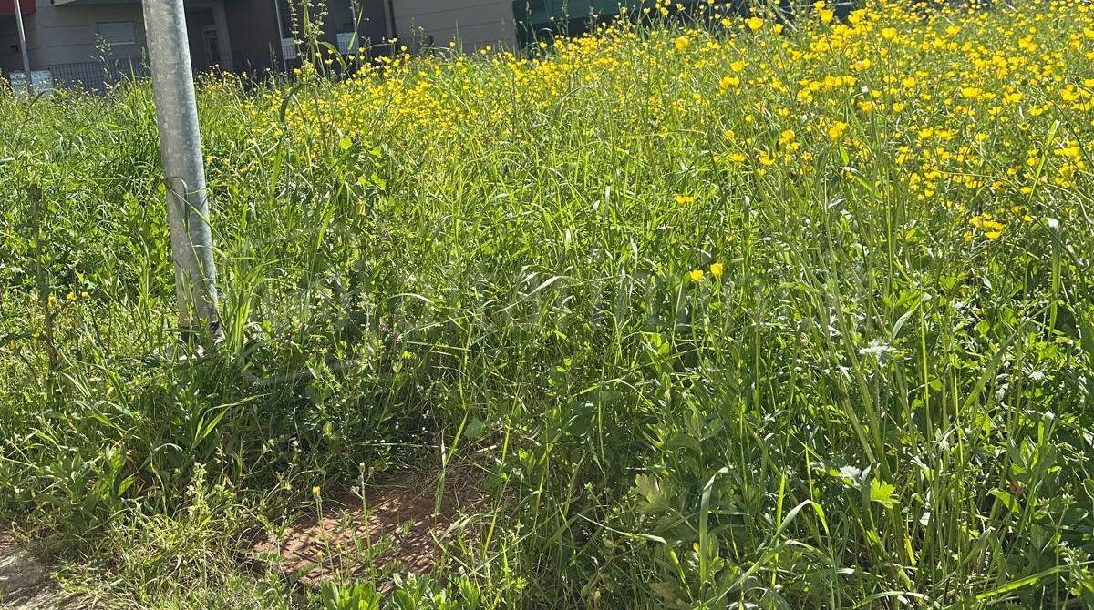 Viserbella, erba alta nel parco: i bambini costretti a giocare in strada. La segnalazione -