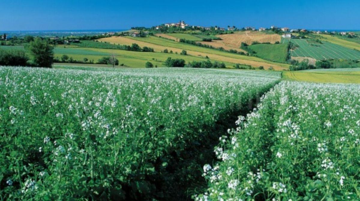 Annata agraria 2024 a Rimini: calano le superfici coltivate e la produzione vendibile -