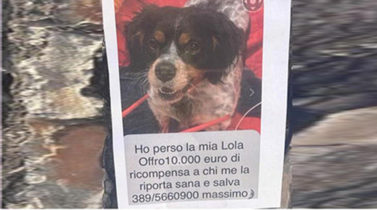 Disperato appello per Lola: 'Offro 10mila euro a chi me la riporta' - Il proprietario ha tappezzato la città con i manifesti per lanciare l’appello