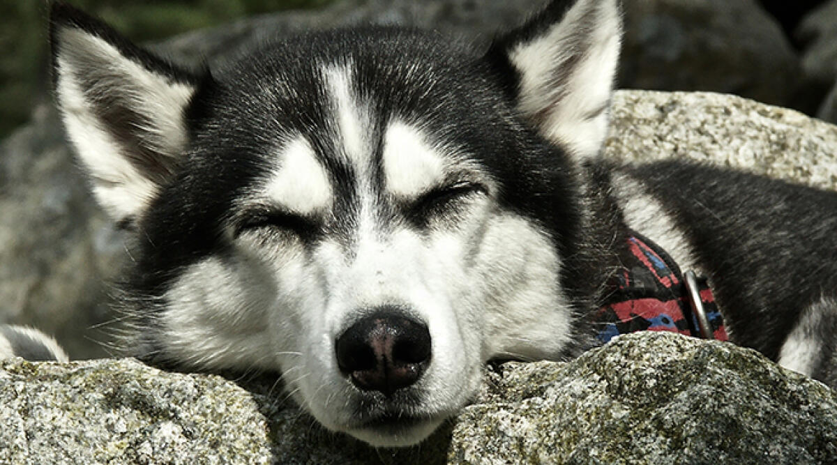 Condanna a 6 mila euro per il giovane che ha seviziato e abbandonato il suo cane - Foto di repertorio