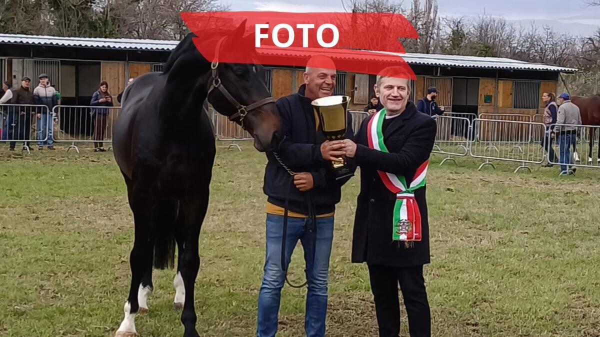 Morciano, premiati i migliori cavalli e bovini alla Fiera di San Gregorio - PH BALLANTE