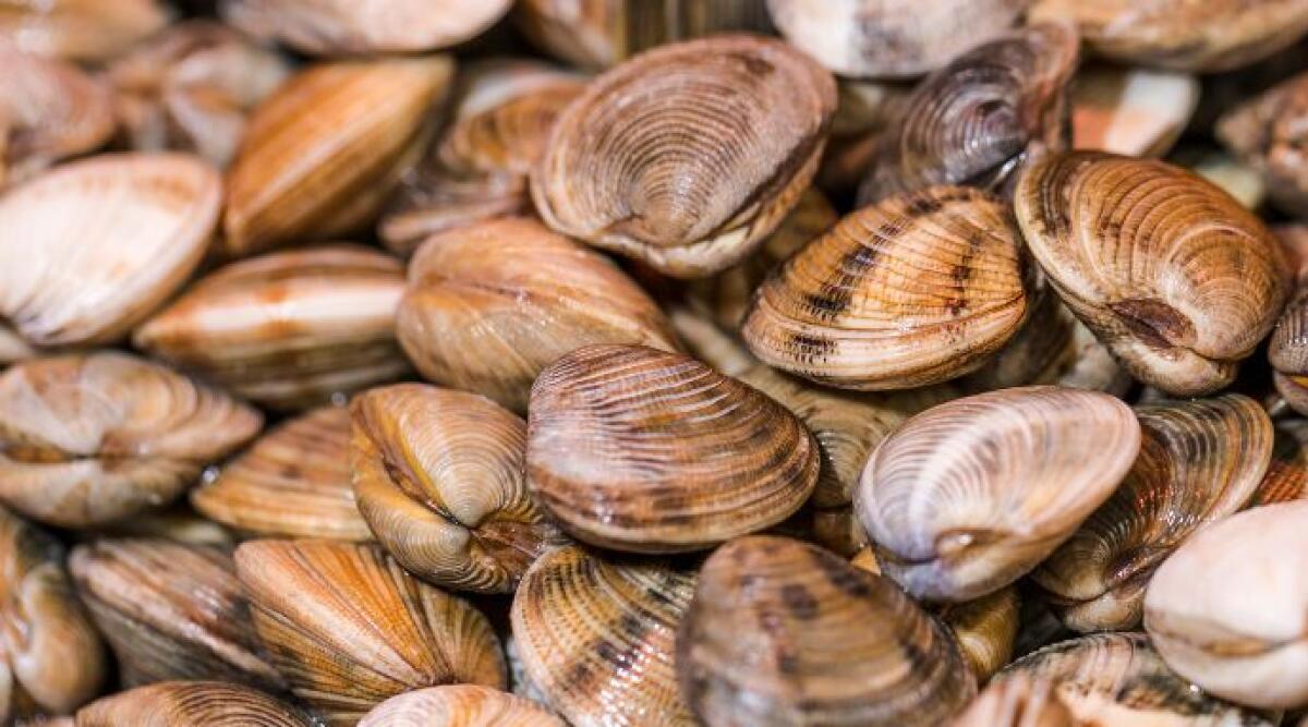 Troppe piogge, allarme per le vongole in Adriatico - Archivio