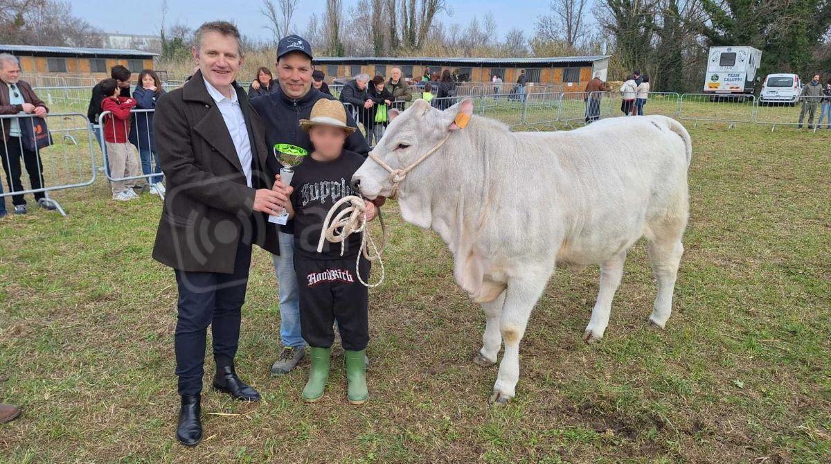 Antica Fiera di San Gregorio: alla Mostra dei Bovini trionfano Quieta e Quirico - Quieta