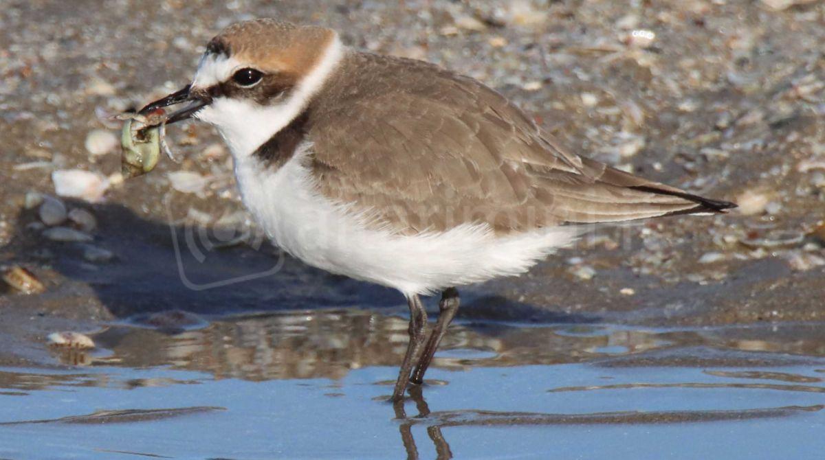 Nidificazione del Fratino: Riccione introduce restrizioni per la tutela della specie - 