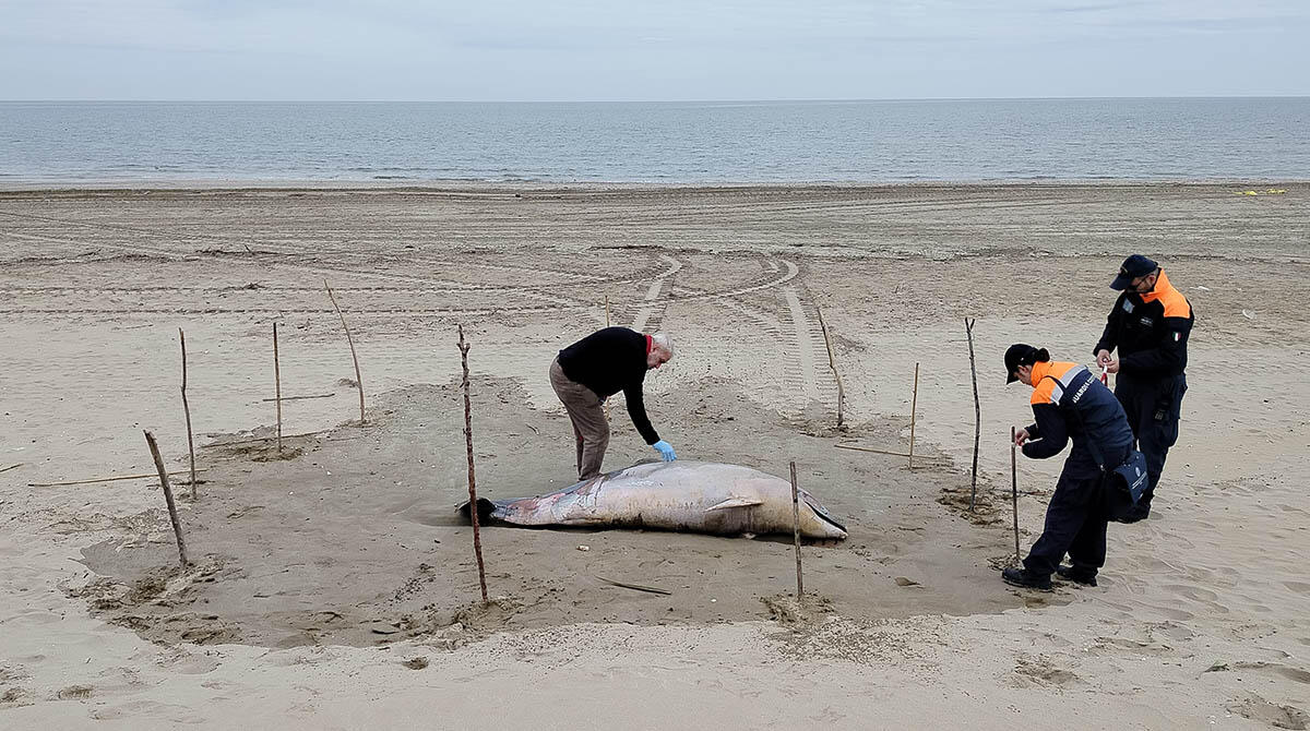 Delfino di due metri e mezzo trovato morto a Rimini: recuperato a Marina Centro - Il recupero sulla spiaggia di Rimini