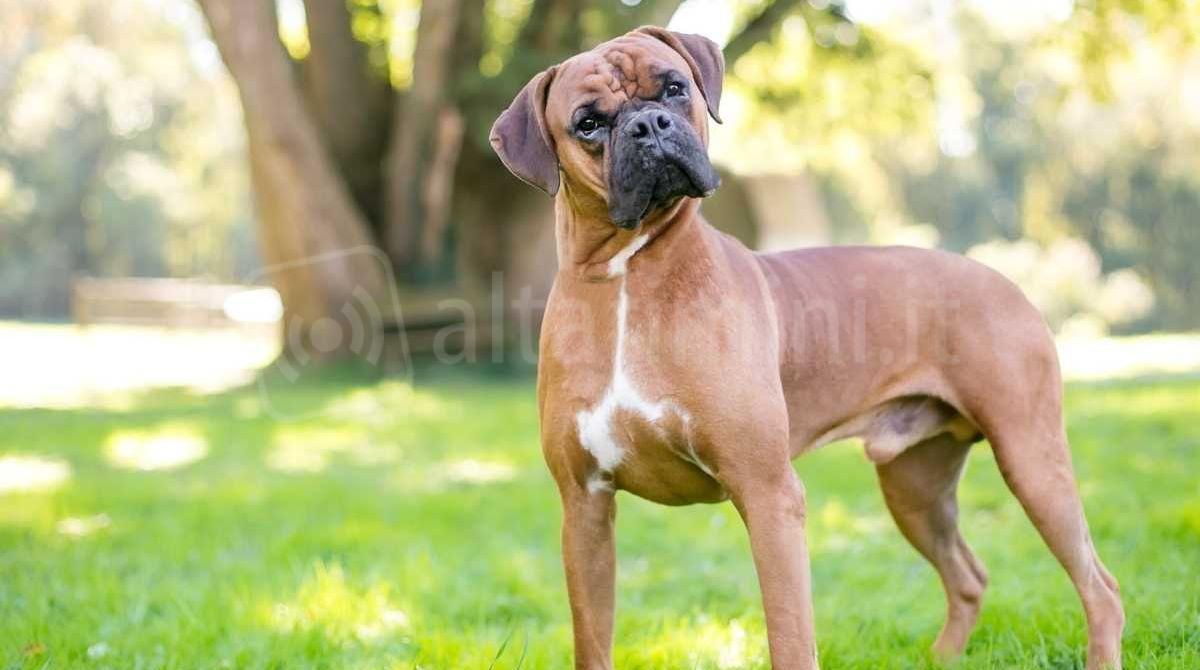 Primo soccorso per cani e gatti: al via gli incontri informativi a Riccione - xr:d:DAFy73Ifwgs:105,j:1225387950287487930,t:23111109
