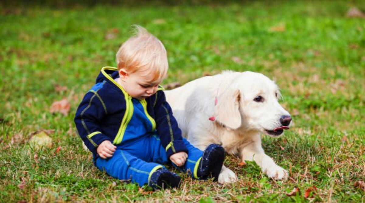 Cani e bambini, troppe aggressioni: urgente rivedere il patentino - Foto di repertorio