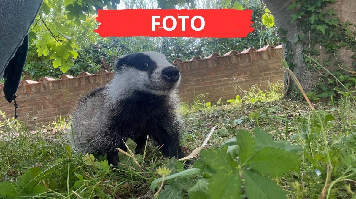 Salvato da morte certa: il Cras di Rimini dà una nuova vita al piccolo tasso - Il piccolo tasso salvato dal Cras di Rimini