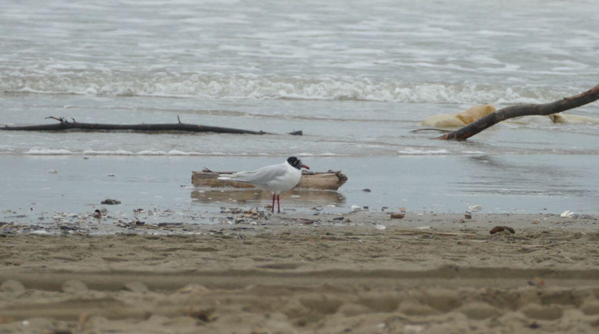 La Colonia Bolognese custode di specie a rischio: ambientalisti chiedono tutele - Gabbiano corallino