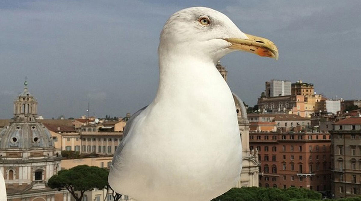 Primavera e nidificazione del gabbiano reale: i consigli del Comune di Rimini per prevenire i disagi - 