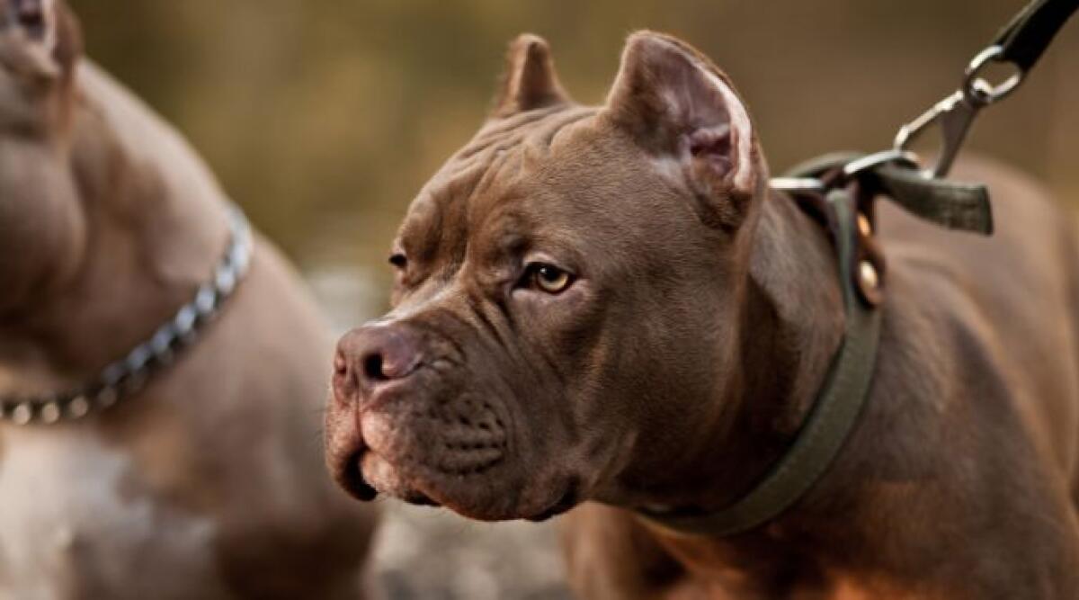 Rimini, morso da un cane che vagava incustodito sulla ciclabile: scatta l'ordinanza - Repertorio