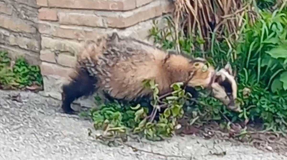 Talamello, avvistato tasso selvatico con cappio al collo: ipotesi bracconaggio -