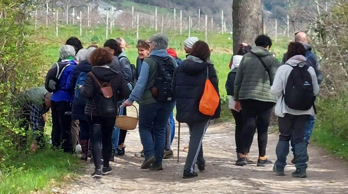 Primavera nell'oasi: in 100 a Poggio Torriana per scoprire le erbe selvatiche -
