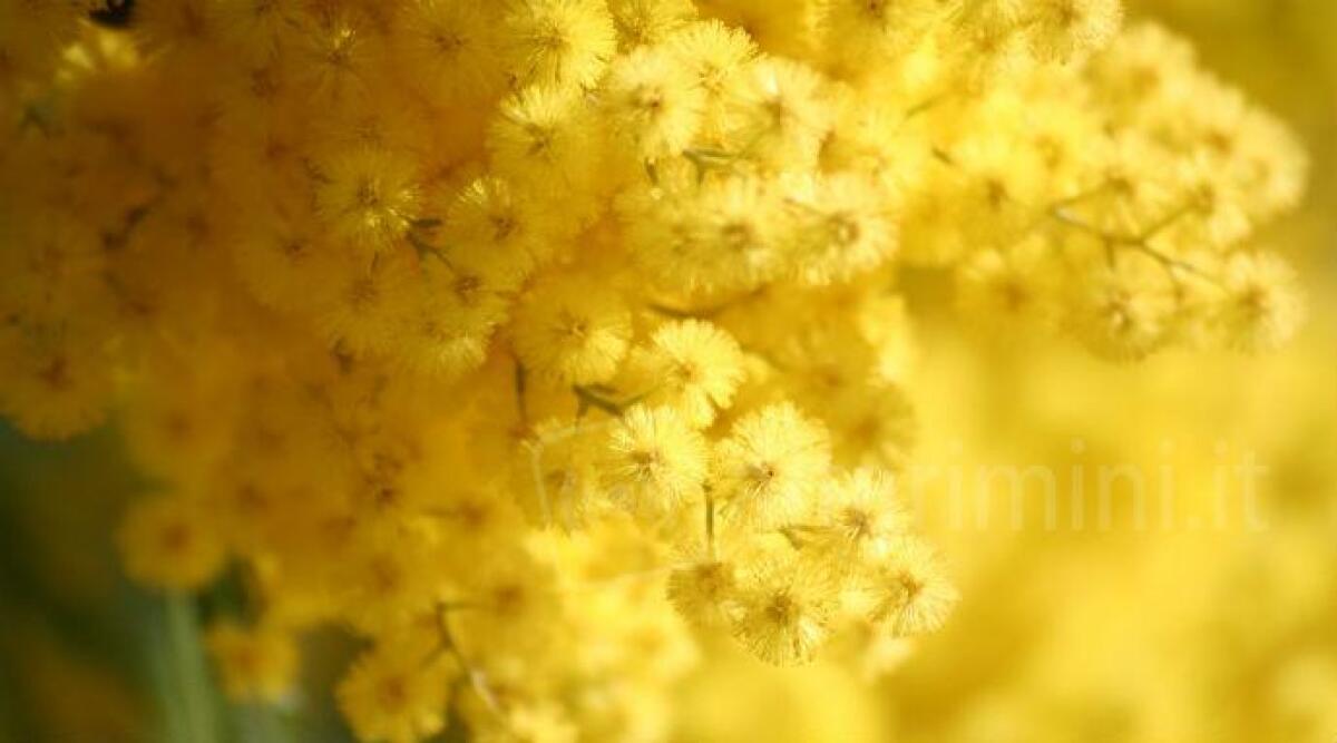 Festa della Donna: messaggio della consigliera di Parità per l'8 marzo - Immagine di repertorio
