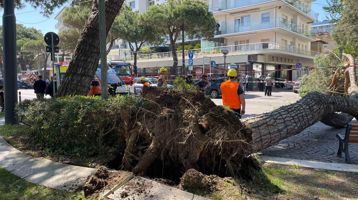 Pino caduto in viale Vespucci era già monitorato: doveva essere sottoposto a prova di trazione -