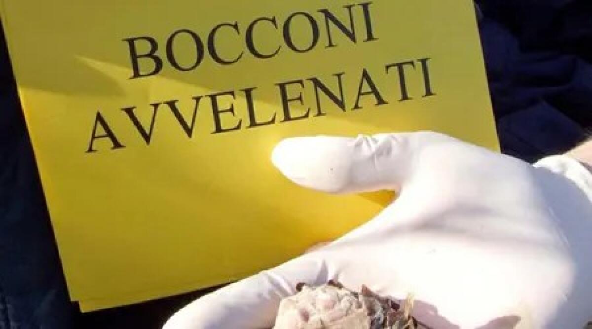 San Marino, arrestato il presunto responsabile delle esche avvelenate - Archivio