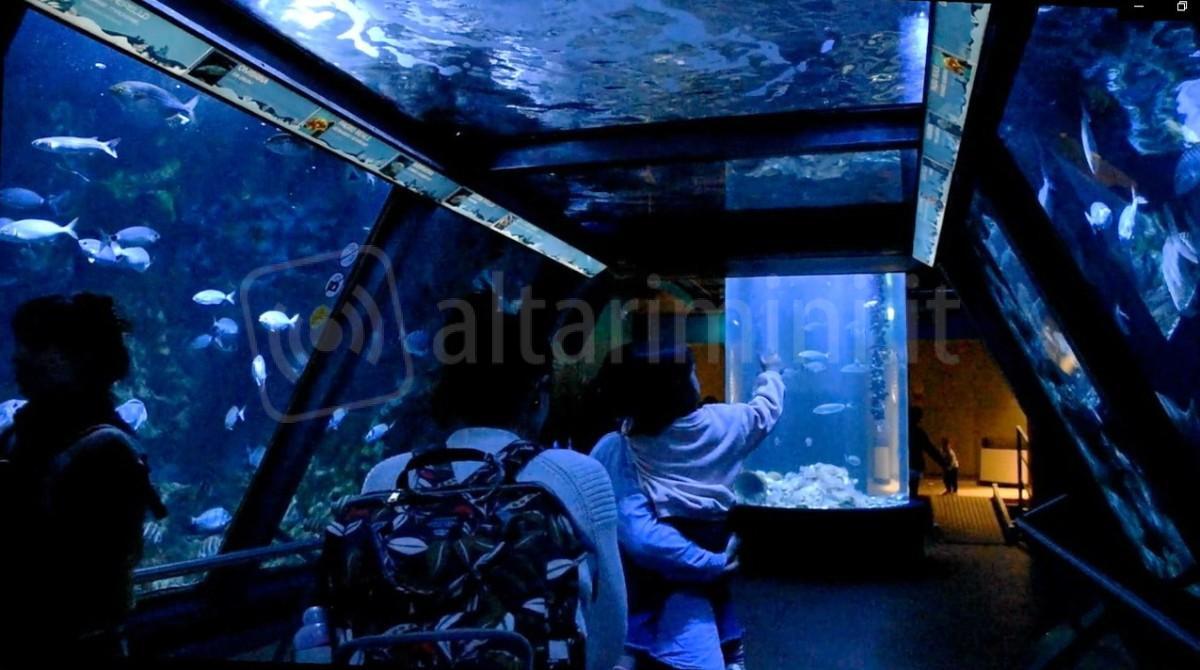 Cattolica Day: il 30 aprile ingresso a 10 € per i residenti all’Acquario di Cattolica - Tunnel blu