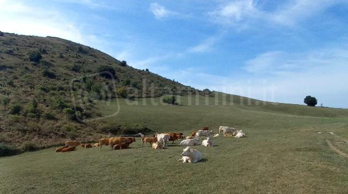 Zootecnia in affanno: crolla la produzione lorda vendibile in provincia di Rimini -