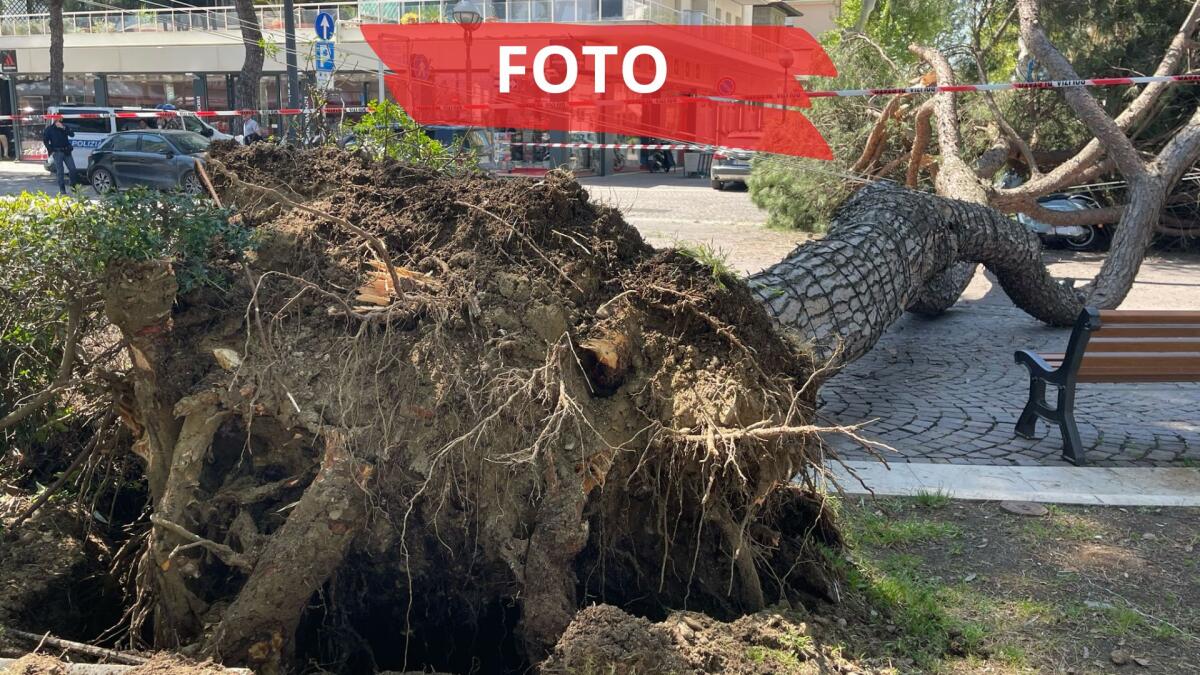 Pino crolla in viale Vespucci mentre passa una ragazza in scooter: sfiorata la tragedia - Per le foto si ringrazia Loredana Mendicino