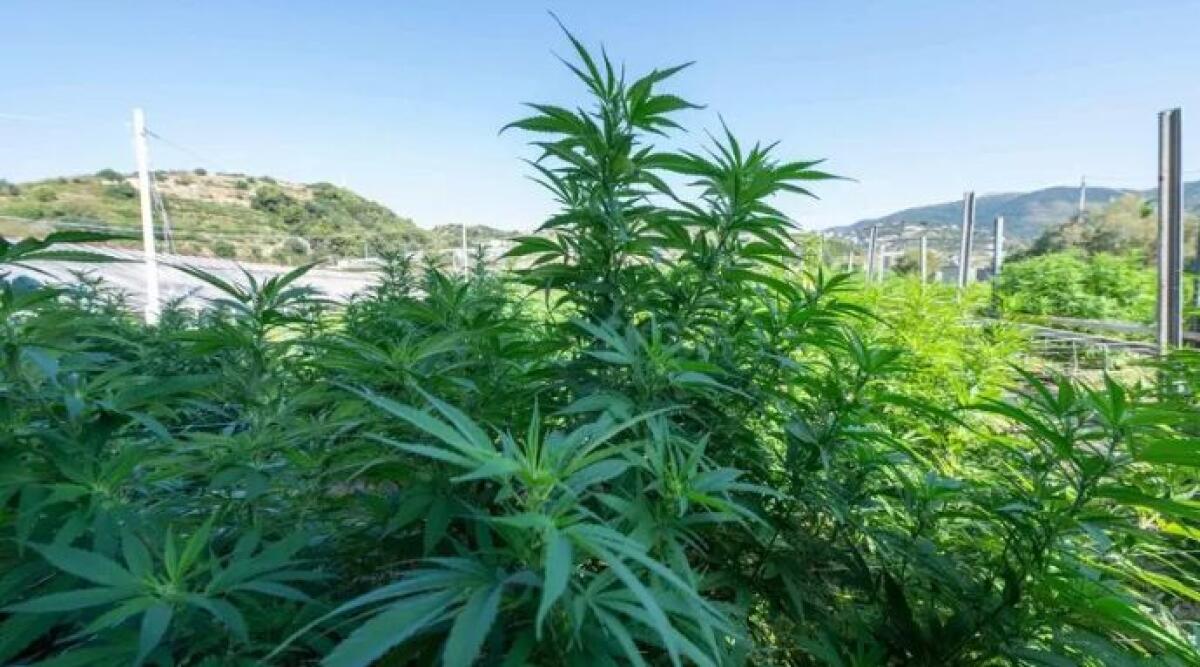 Cannabis light, stretta ingiustificata: a rischio migliaia di imprese legali -