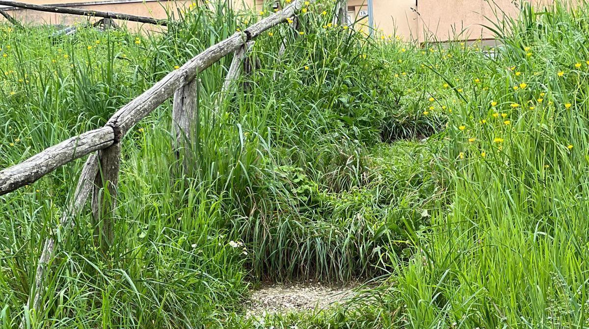 Montefiore Conca, allarme pantegane e processionarie nel parco scolastico -