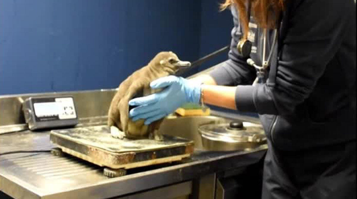 L'Acquario di Cattolica riapre con un nuovo pulcino di pinguino -