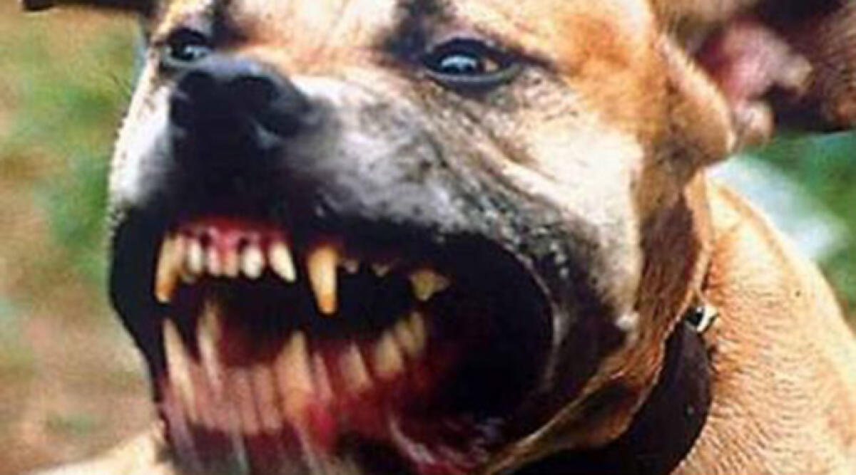 Aggressione choc in centro a Rimini: pitbull senza controllo ferisce gravemente un chihuahua - Foto di repertorio