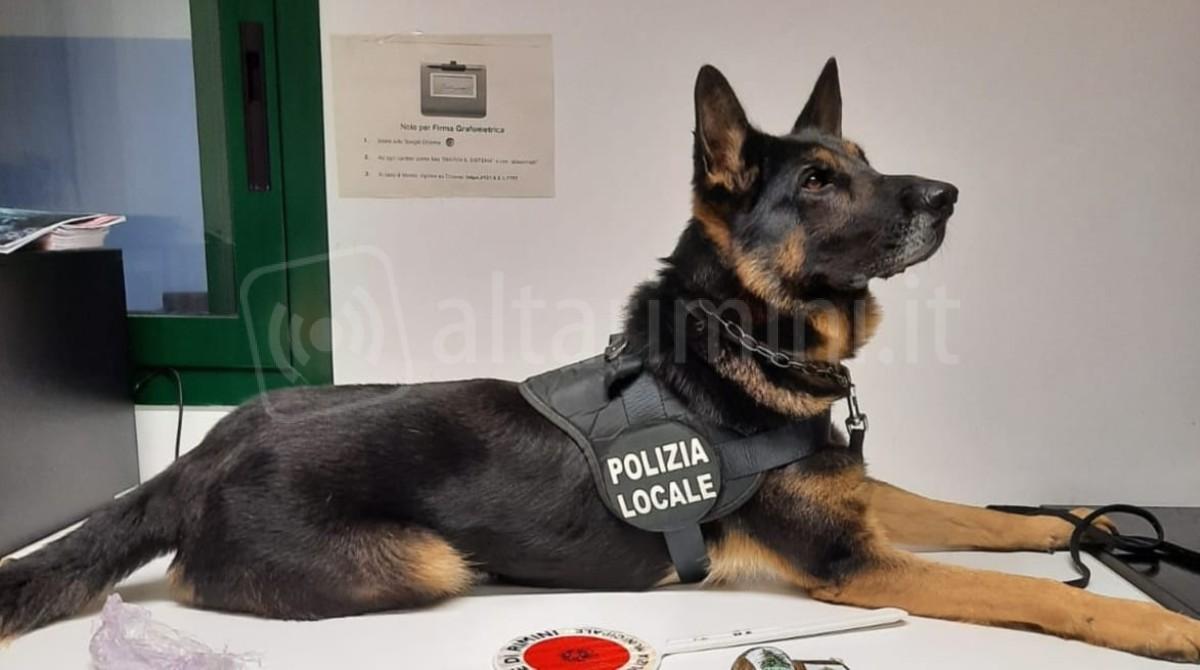 I cani antidroga di Rimini: 5 sequestri nel 2025. Cocaina scovata tra le viscere di un pesce - Cane agente