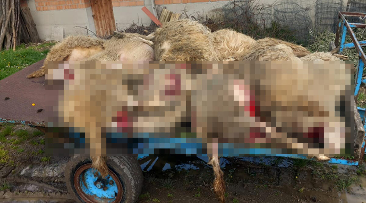 Novafeltria: lupo irrompe in un allevamento e sbrana dieci pecore - Le pecore sbarate dal lupo