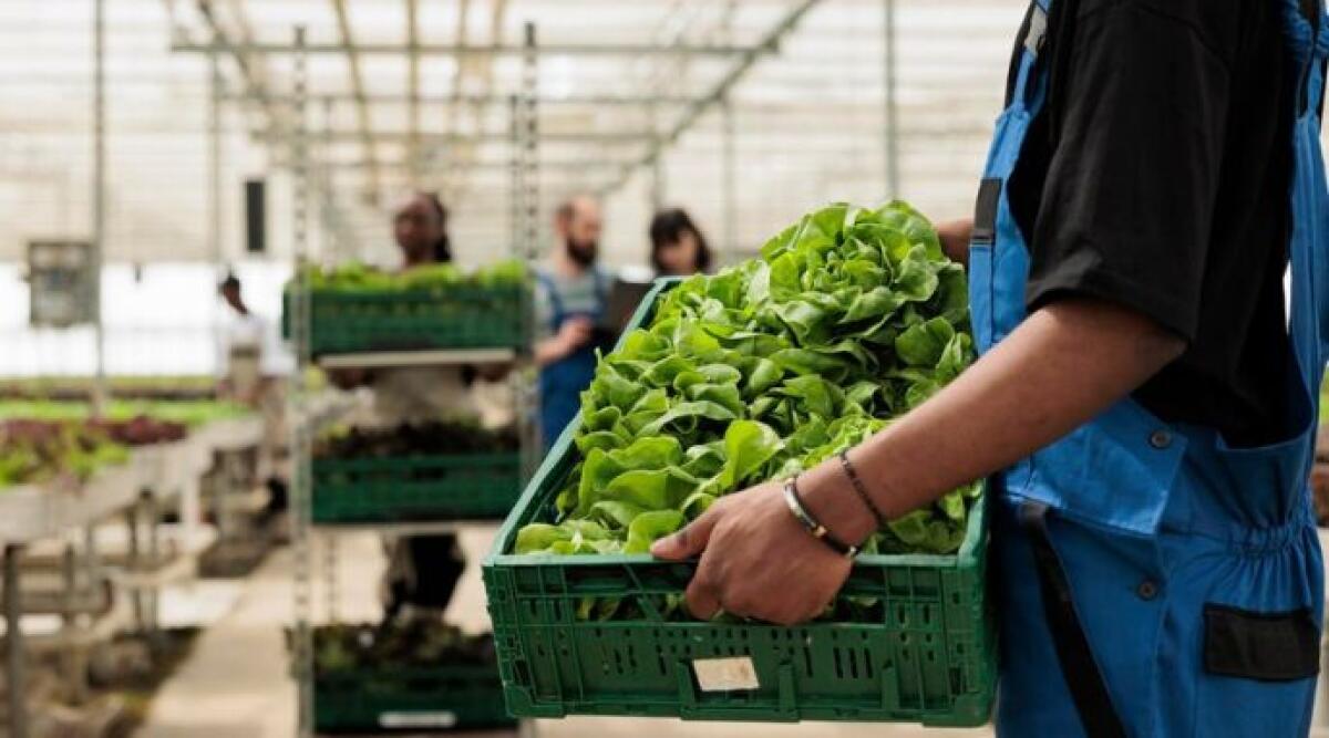 Agricoltura, 232mila euro a 101 aziende riminesi grazie ai fondi regionali - Foto di repertorio