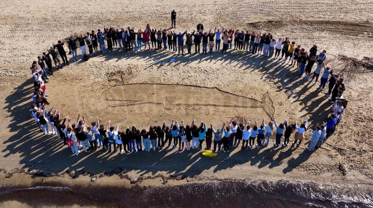 Una balena sulla spiaggia: Rimini ricorda lo spiaggiamento del 1943 - 