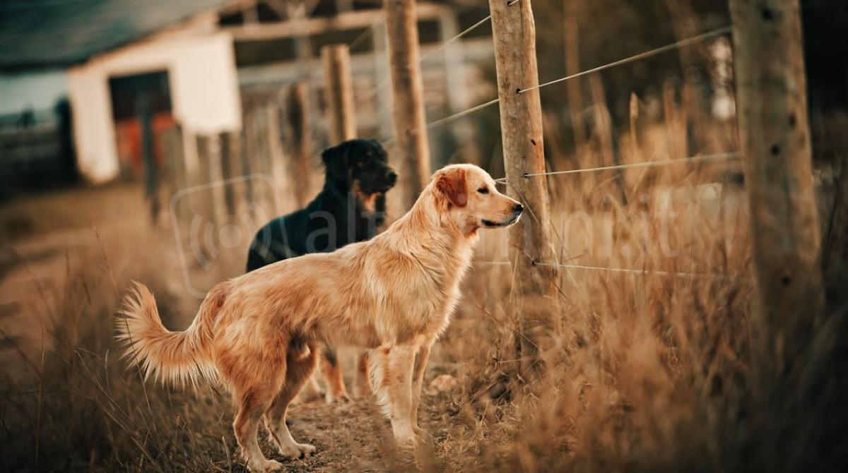 San Marino, killer dei cani: aperto un fascicolo sul presunto responsabile - archivio