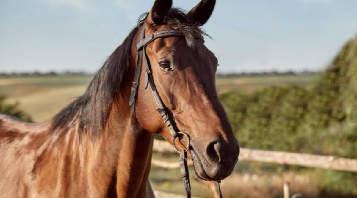 Box abusivi per cavalli, il Tar respinge il ricorso: vince il Comune di Coriano - Foto di repertorio