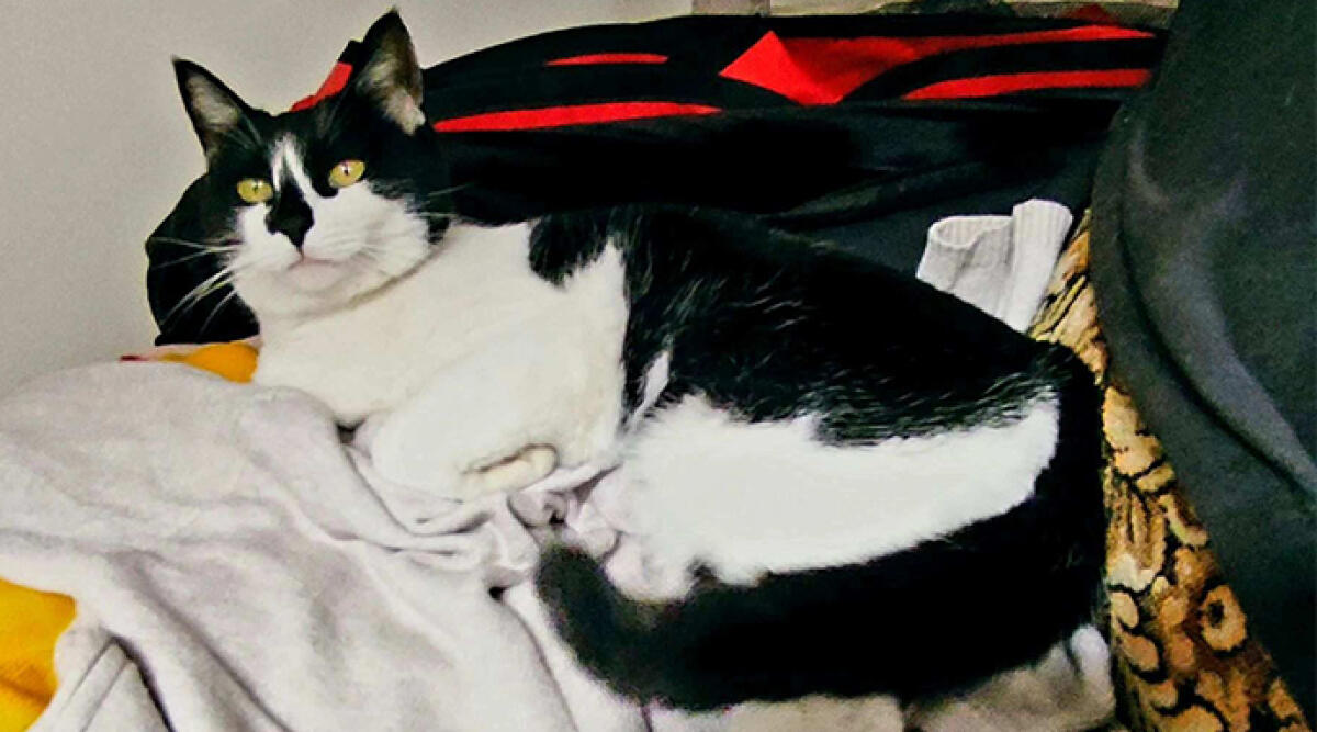 Gattina abbandonata in un campo a Santarcangelo cerca una nuova casa: l'appello - La gatta Palmira